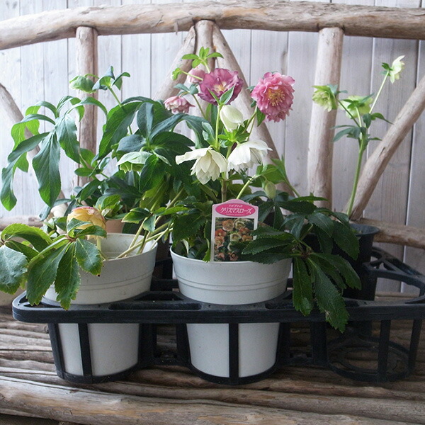 楽天市場】クリスマスローズ ダブル 開花株 ピンクグラデーション