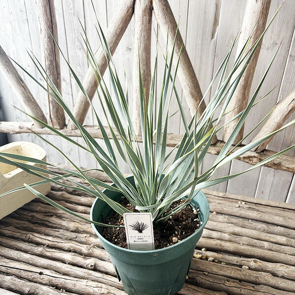 楽天市場】ユッカ ロストラータ 7号サイズ 鉢植え 現品 レアな希少種