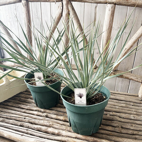 楽天市場】ユッカ ロストラータ 7号サイズ 鉢植え 現品 レアな希少種