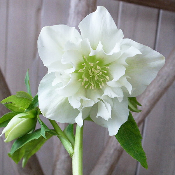 楽天市場】クリスマスローズ ダブル 開花株 ピュアホワイト 5号 現品