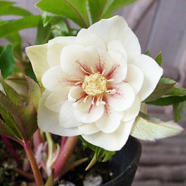 楽天市場】クリスマスローズ ダブル 開花株 ホワイトゴールドレッド