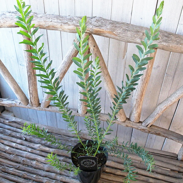 楽天市場】アカシア ブルーブッシュ 5号サイズ 鉢植え 人気品種 高さ