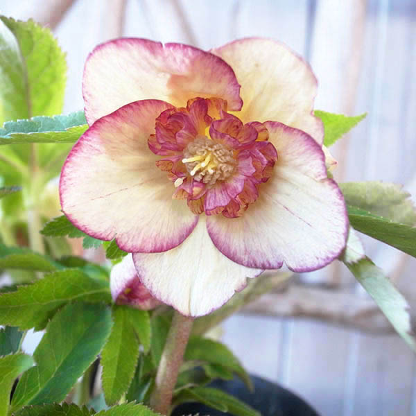 楽天市場】クリスマスローズ セミダブル 開花株 アプリコットゴールド