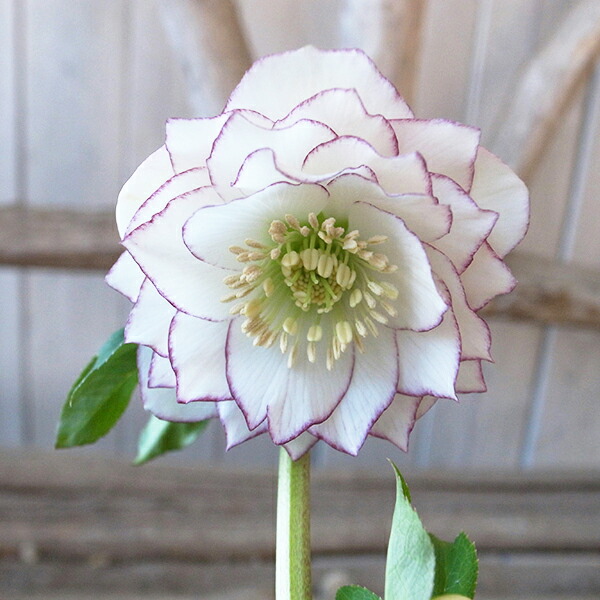 楽天市場】クリスマスローズ ダブル 開花株 ホワイト糸ピコ 4号 現品