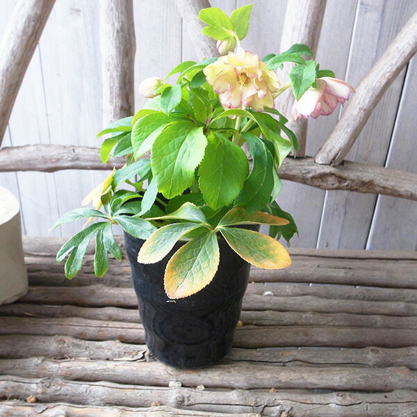 楽天市場】クリスマスローズ ダブル 開花株 ゴールドピンク