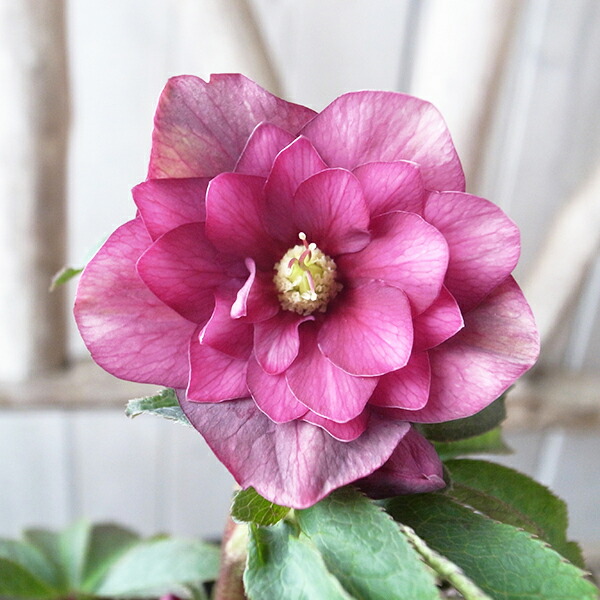 楽天市場】クリスマスローズ ダブル 開花株 レッドパープルバイカラー