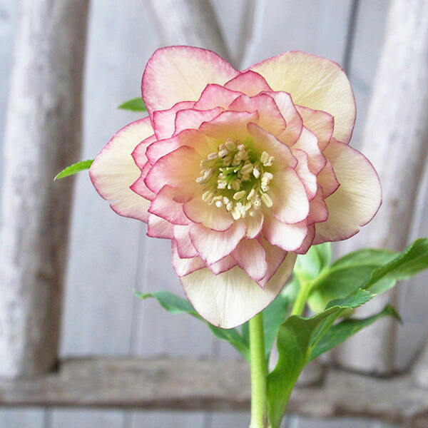 楽天市場】クリスマスローズ ダブル 開花株 アプリコットピコティ 3.5