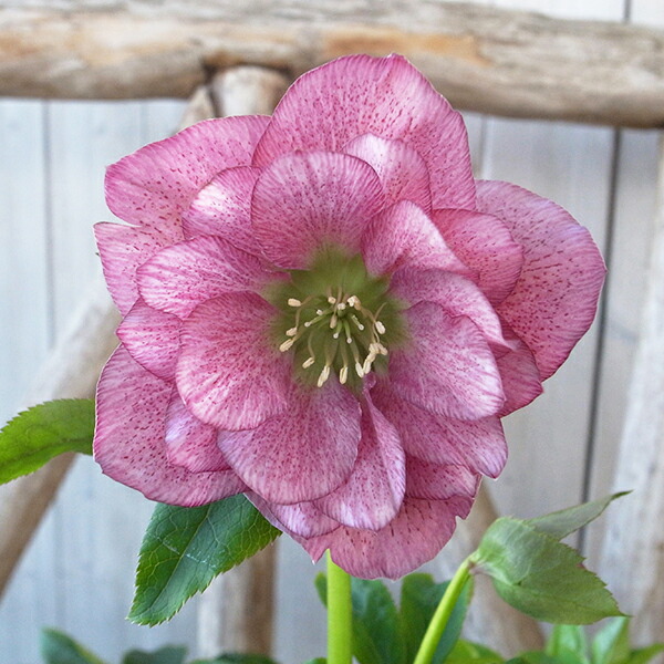 楽天市場】クリスマスローズ ダブル 開花株 ピンクスポット 5号 現品