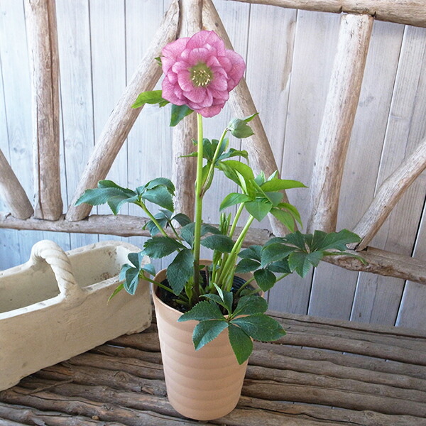 楽天市場】クリスマスローズ ダブル 開花株 ピンクスポット 5号 現品