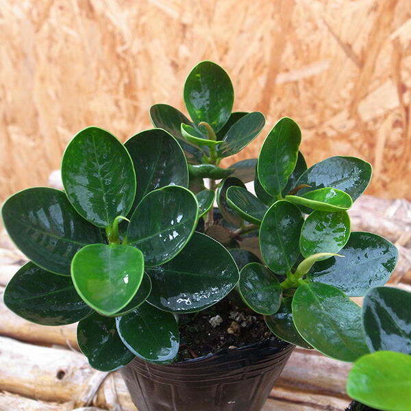 楽天市場】タイワンガジュマル パンダガジュマル 3号サイズ 苗 希少種