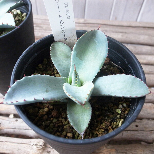 楽天市場】アガベ パリー トルンカータ 3.5号サイズ 鉢植え 観葉植物