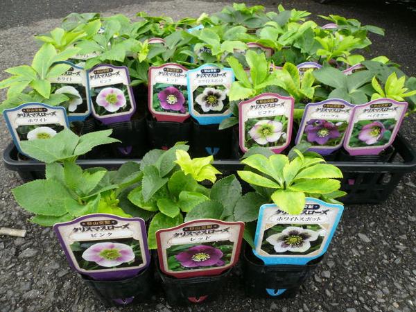 楽天市場】クリスマスローズ苗3種セット 花苗 Christmas rose