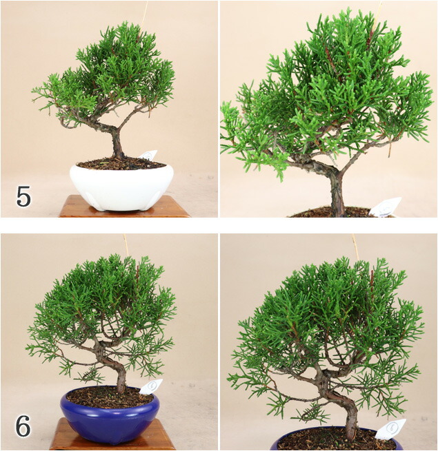 楽天市場】糸魚川真柏 小品サイズ盆栽（素材）プラ鉢【いよじ園