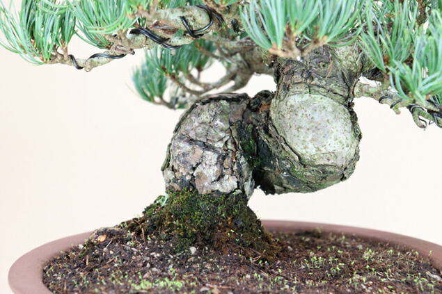 楽天市場】【松盆栽】 五葉松 - 宮島 - 中型サイズ盆栽 （いよじ園