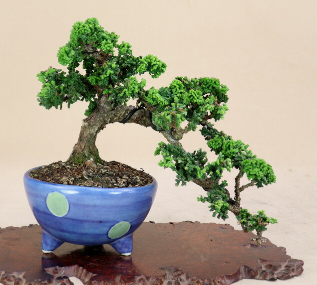 楽天市場】【 石化桧 / セッカヒノキ 】小品盆栽 【松柏盆栽】【いよじ