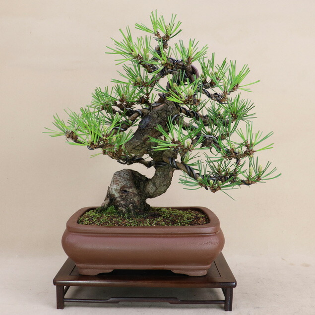 楽天市場】三河黒松 中品盆栽 【盆栽 松】いよじ園 : いよじ園 楽天市場店