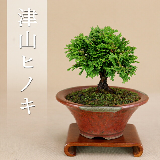 楽天市場】不動の人気【 津山桧 / ヒノキ 】 ミニ盆栽 【松柏盆栽