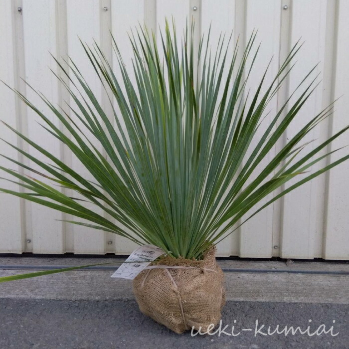 楽天市場】ユッカ ロストラータ サファイアスカイズ 高さ約40cm