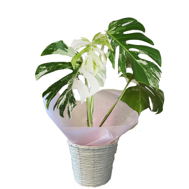 楽天市場】モンステラ 斑入り ボルシギアナ ホワイトタイガー観葉植物