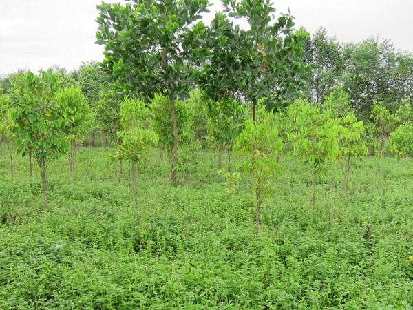 楽天市場】ベトナム産高級沈香 100g量り売り【中高ランク】栽培 沈水