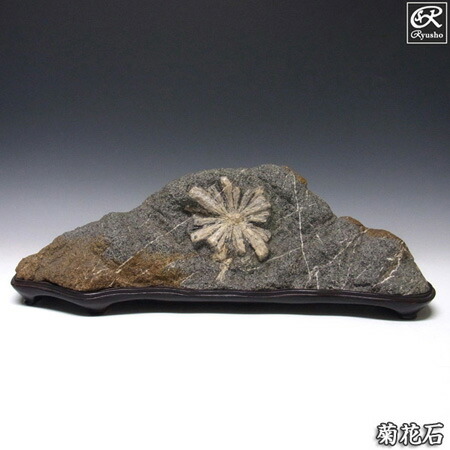 菊花石」の人気商品一覧 | 安い商品を通販サイトから探す - 価格.com