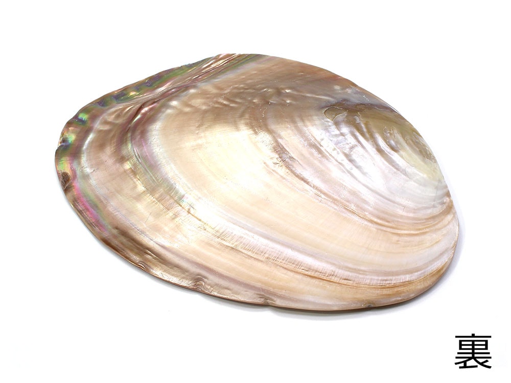 楽天市場】パールシェル イケチョウ貝 天然真珠貝殻 両面ポリッシュ
