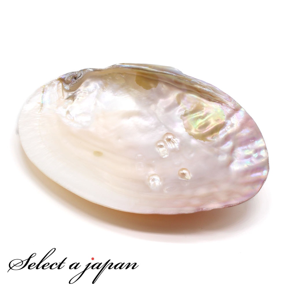 楽天市場】パールシェル イケチョウ貝 天然真珠貝殻 両面ポリッシュ