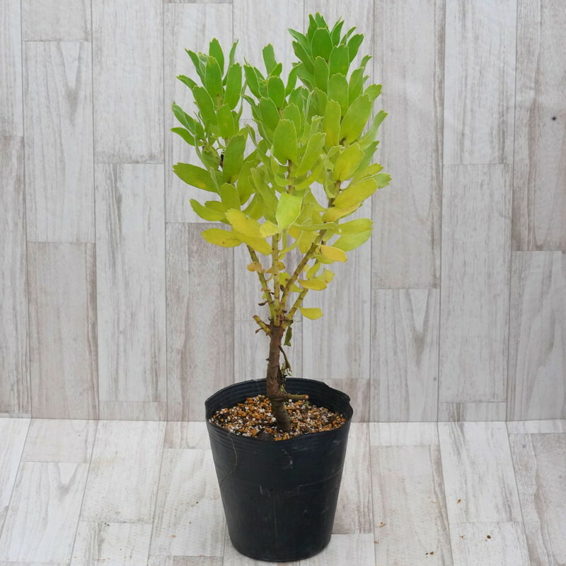 楽天市場】【訳あり株】リューコスペルマム「ハイゴールド」 6号ポット