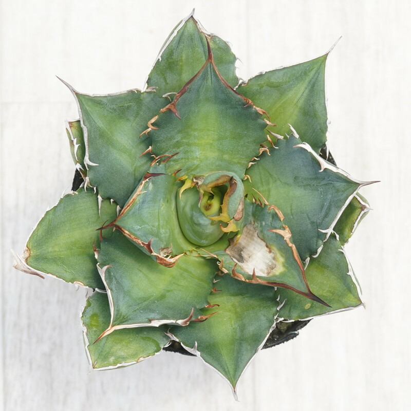 楽天市場】Kaiju Plant産 アガベ 烈焔 子株 チタノタ オテロイ