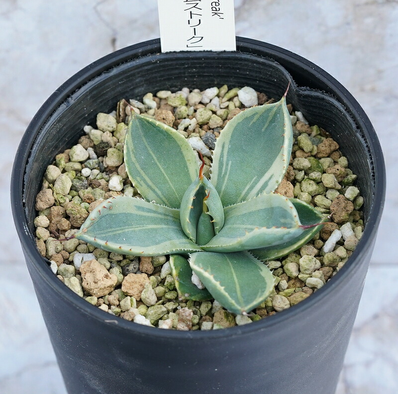 楽天市場】アガベ・パリー・トルンカータ ライムストリーク メリクロン