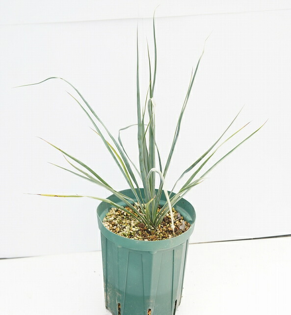 楽天市場】ユッカ・ロストラータ「ランチョ・ブルー」 5号ロング