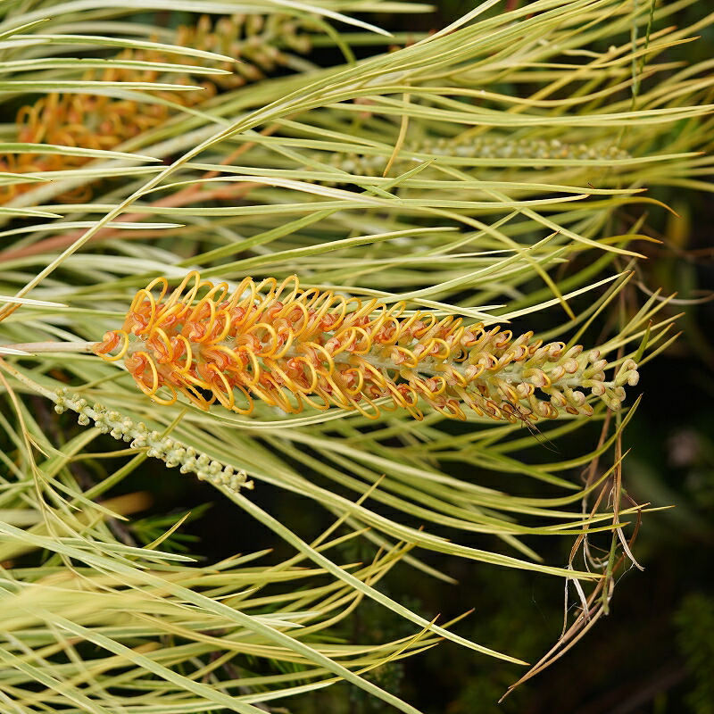 楽天市場】グレビレア「ハニーワンダー」5号ロングスリット鉢 : 四国