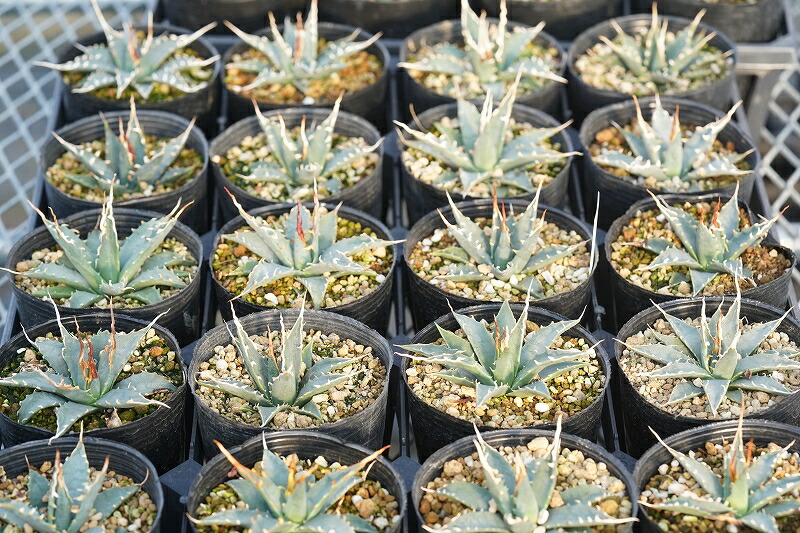 楽天市場】【実生選抜】アガベ・ユタエンシス「エボリスピナ」陽炎 3号