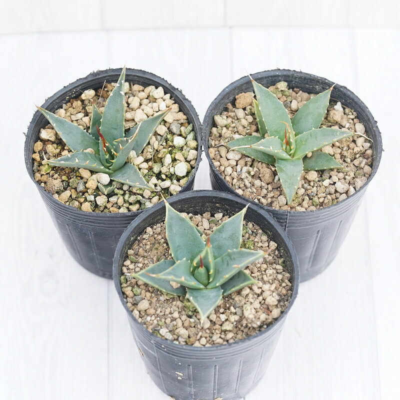 楽天市場】アガベ・ユタエンシス「エボリスピナ」 2号ロングポットx3