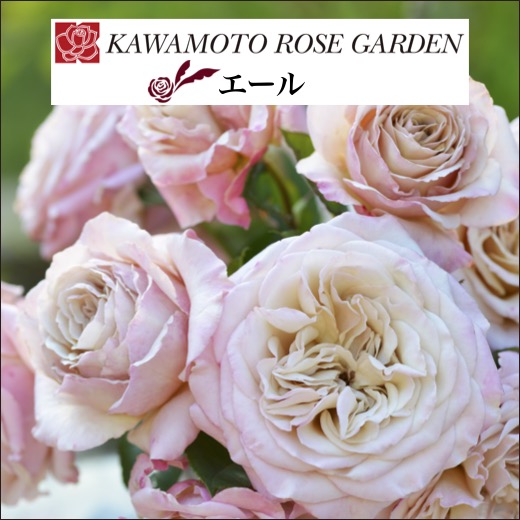 楽天市場】【2026年 早期予約】送料無料【エール 新苗4号鉢】鉢植え