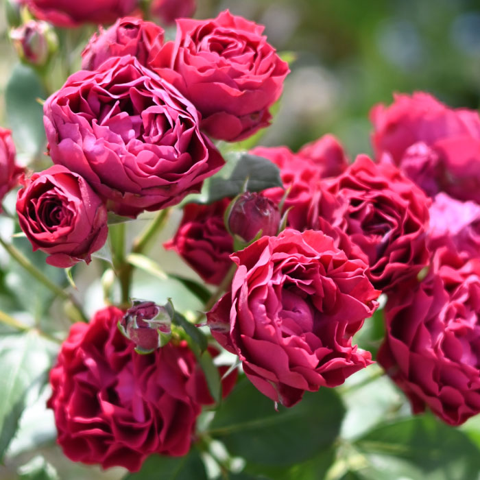 楽天市場】【2026年 早期予約】送料無料【ポム 新苗4号鉢】鉢植え バラ