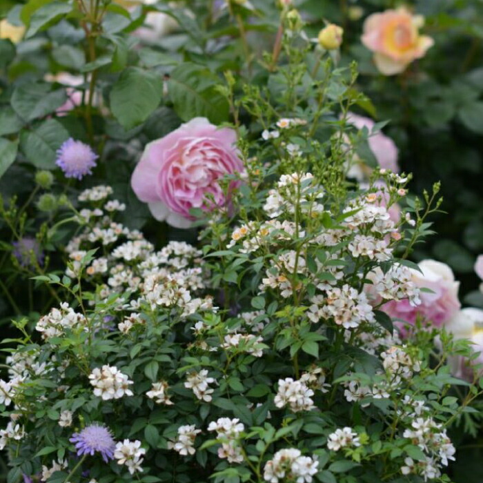 楽天市場】【2026年 早期予約】送料無料【ニッセ 新苗4号鉢】鉢植え