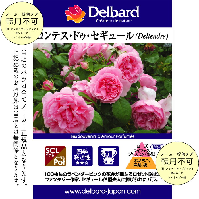 楽天市場】送料無料【コンテス ドゥ セギュール 6号鉢 秋開花株