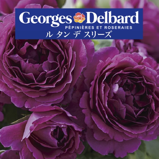 楽天市場】送料無料【ル タン デ スリーズ 6号鉢 秋開花株】鉢植え