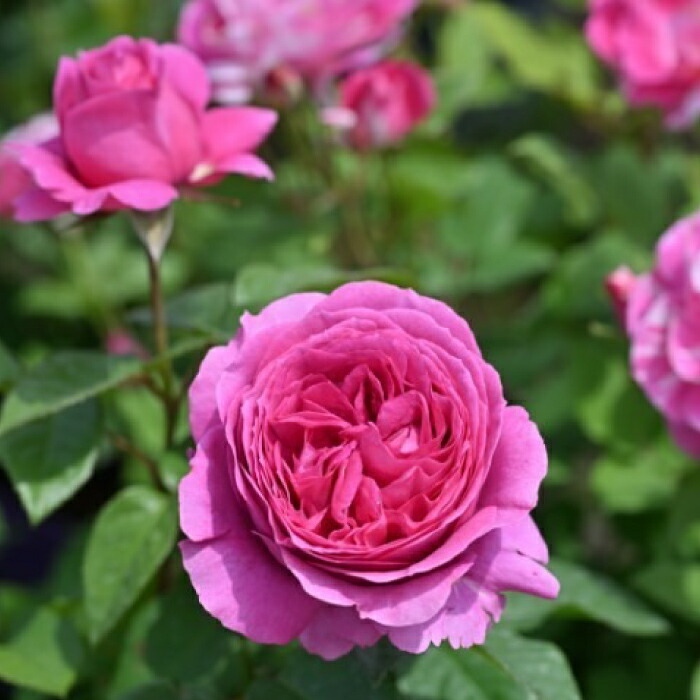 楽天市場】【2026年 早期予約】送料無料【エメトワ 新苗4号鉢】鉢植え