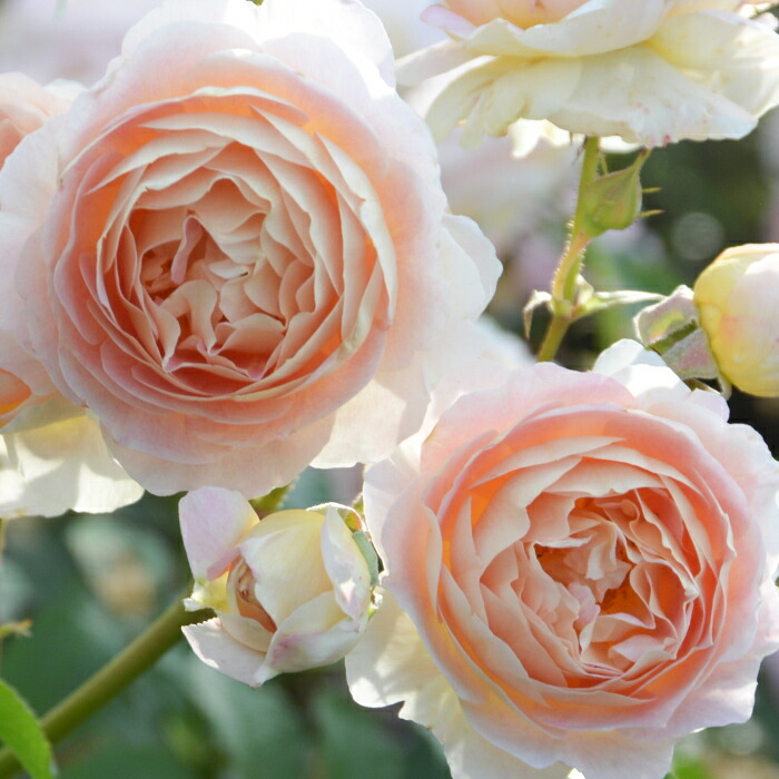 楽天市場】送料無料【サシェ 6号鉢大苗予約】鉢植え バラ 薔薇 ロサ