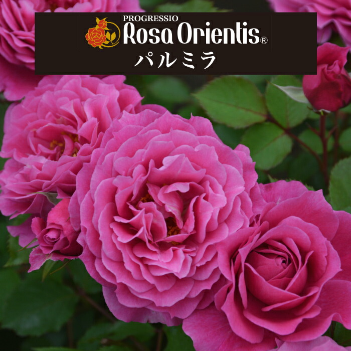 楽天市場】送料無料【パルミラ 6号鉢大苗予約】鉢植え バラ 薔薇 ロサ