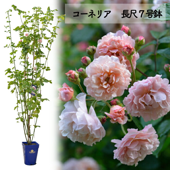 楽天市場】予約送料無料【コーネリア長尺7号 大苗】鉢植え バラ 薔薇