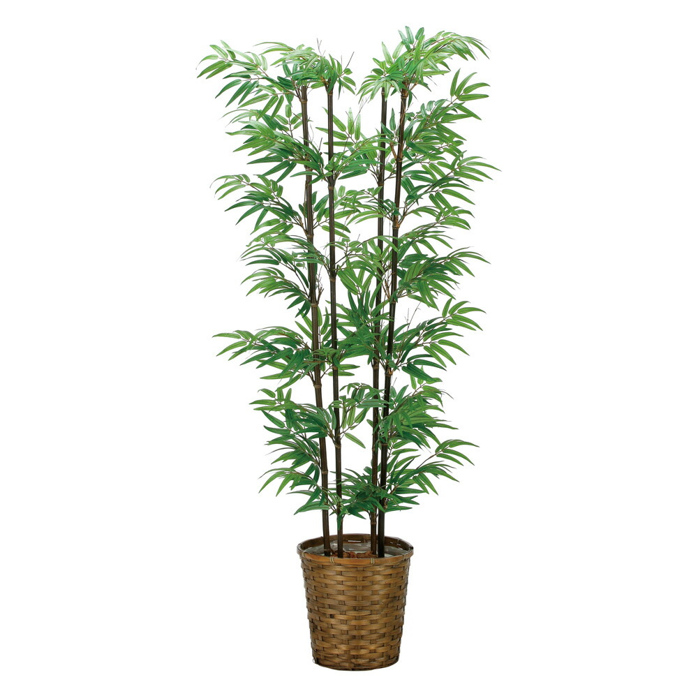 楽天市場】【スーパーSALE10％OFF】光触媒観葉植物 黒竹1.6(幹:天然