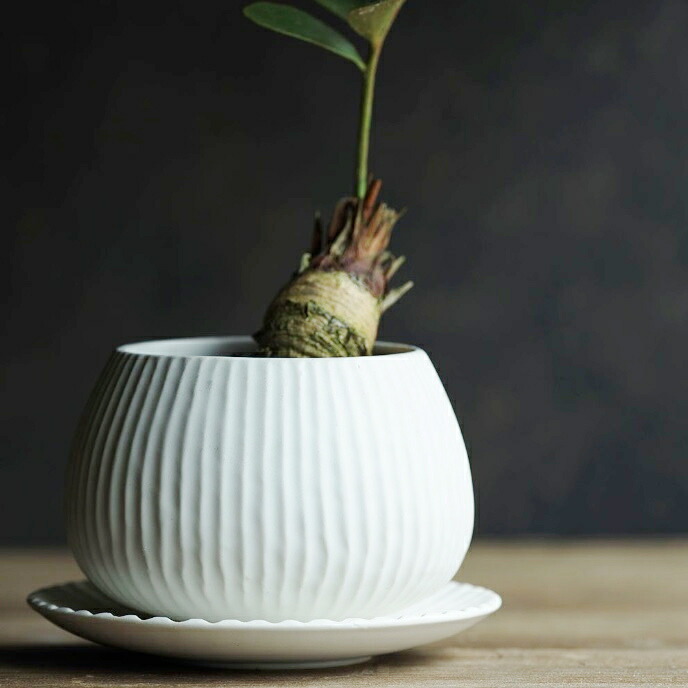 楽天市場】植木鉢 おしゃれ 陶器鉢 ラピスボウル(2色)＜ 10.5cm 3.5号