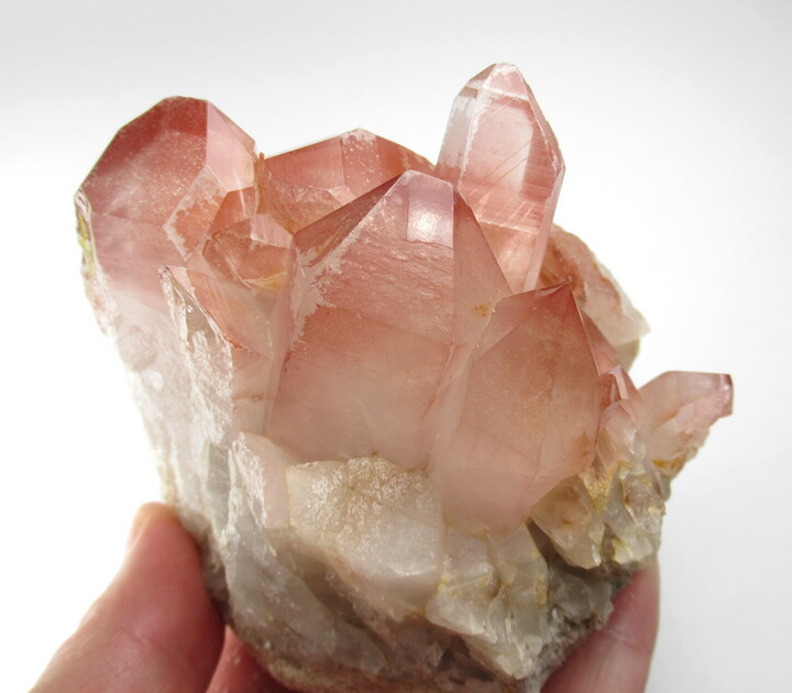 楽天市場】【ポイント5倍＆クーポン】【訳あり】ピンクレムリアン