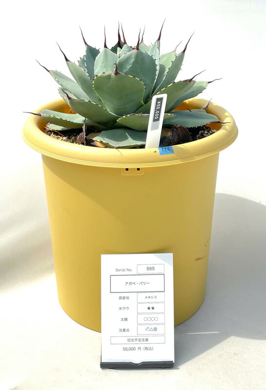 楽天市場】[ アガベ パリー 吉祥天 Mサイズ @50000] 塊根植物 多肉植物
