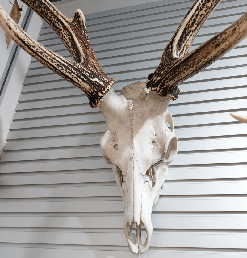 楽天市場】DEER HORN SMITH'S エゾ鹿 スカルオブジェ 鹿角 壁掛け