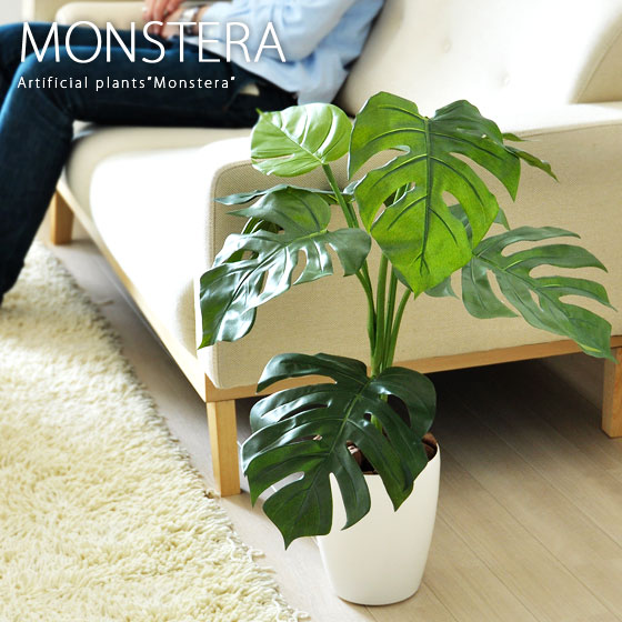 楽天市場】【3/8限定！10％OFFクーポン配布中】 観葉植物 光触媒