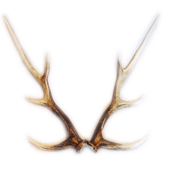 楽天市場】送料無料 えぞしかの角 ペア 大サイズ 60センチ以上